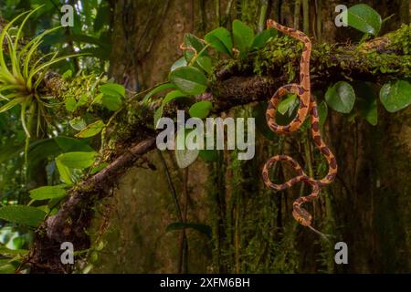 Il serpente arboricolo dalla testa smussata (Imantodes cenchoa) è appeso a un ramo e assaggia l'aria. La Selva Biological Station, Costa Rica. Foto Stock