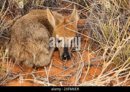 Vitello grigio duiker (Sylvicapra grimmia) nascosto nell'erba del deserto del Kalahari, Sud Africa Foto Stock