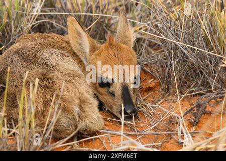 Vitello grigio duiker (Sylvicapra grimmia) nascosto nell'erba del deserto del Kalahari, Sud Africa Foto Stock