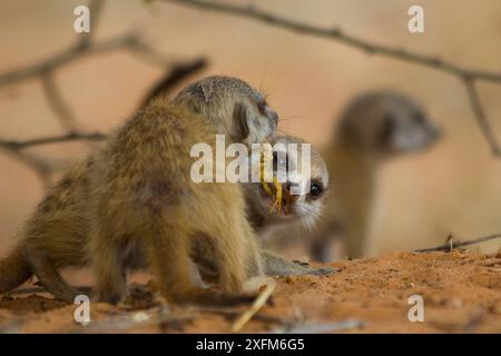 Meerkat pup (Suricata suricatta) tentando di rubare uno scorpione (Parabuthus sp.) dal fratello, che ha dato da mangiare allo scorpione da un adulto. Deserto del Kalahari, Sudafrica. Foto Stock