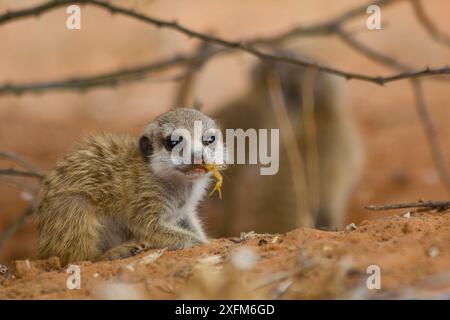 Meerkat pup (Suricata suricatta) masticando un piccolo scorpione di Parabuthus. I meerkat adulti insegneranno ai meerkat più giovani come disarmare uno scorpione mordendo il pungiglione prima di mangiarlo. Deserto del Kalahari, Sudafrica. Foto Stock