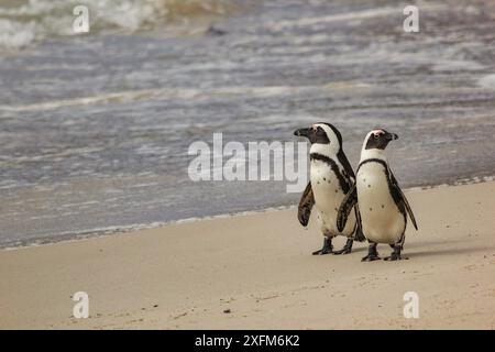 Due pinguini africani (Spheniscus demersus) camminano lungo Boulders Beach, vicino a Simon's Town, Sudafrica. Foto Stock