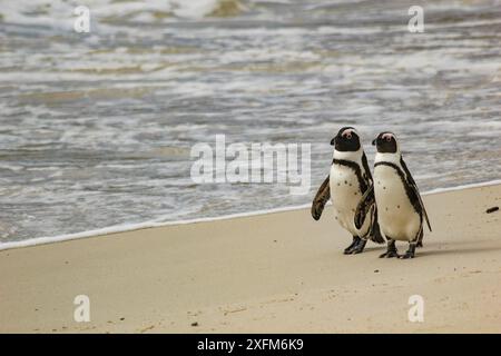 Due pinguini africani (Spheniscus demersus) camminano lungo Boulders Beach, vicino a Simon's Town, Sudafrica. Foto Stock