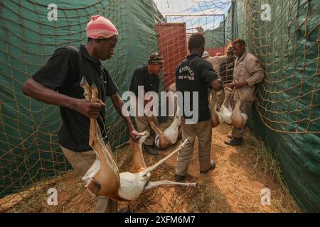 Persone che catturano Springbok (Antidorcas marsupialis) per essere vendute da questa riserva di selvaggina ad un'altra, dove sarebbero allevati o cacciati per carne e trofei . Deserto del Kalahari, Sudafrica marzo 2011 Foto Stock