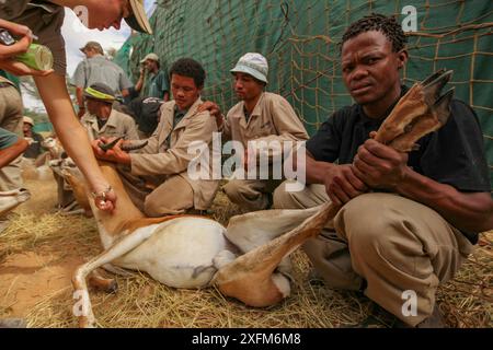 Persone che catturano Springbok (Antidorcas marsupialis) per essere vendute da questa riserva di selvaggina ad un'altra, dove sarebbero allevati o cacciati per carne e trofei . Deserto del Kalahari, Sudafrica marzo 2011 Foto Stock