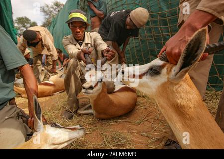 Persone che catturano Springbok (Antidorcas marsupialis) per essere vendute da questa riserva di caccia ad un'altra, dove sarebbero allevati o cacciati per carne e trofei. Deserto del Kalahari, Sudafrica Foto Stock