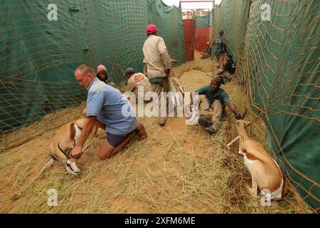 Persone che catturano Springbok (Antidorcas marsupialis) per essere vendute da questa riserva di selvaggina ad un'altra, dove sarebbero allevati o cacciati per carne e trofei . Deserto del Kalahari, Sudafrica marzo 2011 Foto Stock