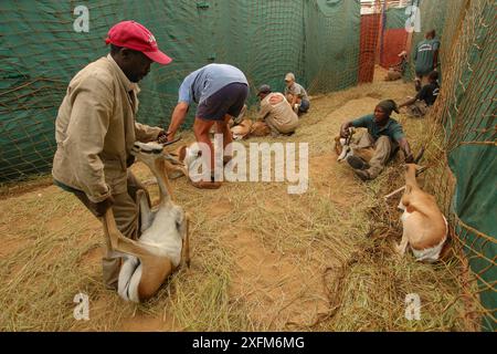 Persone che catturano Springbok (Antidorcas marsupialis) per essere vendute da questa riserva di selvaggina ad un'altra, dove sarebbero allevati o cacciati per carne e trofei . Deserto del Kalahari, Sudafrica marzo 2011 Foto Stock