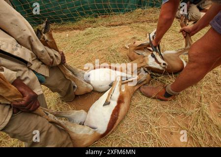 Persone che catturano Springbok (Antidorcas marsupialis) per essere vendute da questa riserva di selvaggina ad un'altra, dove sarebbero allevati o cacciati per carne e trofei . Deserto del Kalahari, Sudafrica marzo 2011 Foto Stock