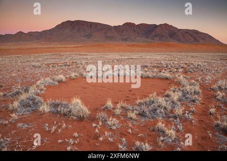 Fairy circle at sunset in the Namib Desert, Namibia.   It has recently been  found that these patterns are caused by a mixture of termites combined wi Stock Photo