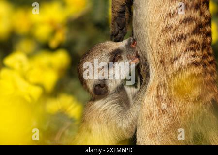 Meerkat (Suricata suricatta) madre che allatta il cucciolo, o da un membro della famiglia in allattamento -- gruppi familiari meerkat 'allolattato', il che significa che quando la femmina dominante ha una cucciolata di cuccioli, altre femmine adulte del gruppo si allattano simulatenicamente per aiutarla a crescere i giovani. Deserto del Kalahari, Sudafrica. Foto Stock