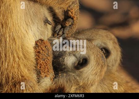 Cuccioli di Meerkat (Suricata suricatta) che allattano dalla madre o da un membro della famiglia in allattamento -- gruppi familiari di meerkat 'allolattato', il che significa che quando la femmina dominante ha una cucciolata di cuccioli, anche altre femmine adulte possono succhiare i giovani. Deserto del Kalahari, Sudafrica. Foto Stock