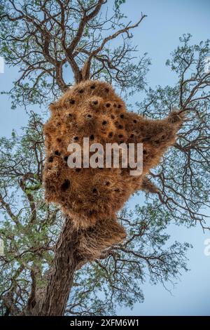 Il nido di tessitori socievoli (Philetairus socius) è appeso a una spina nel deserto del Namib, in Namibia. Foto Stock