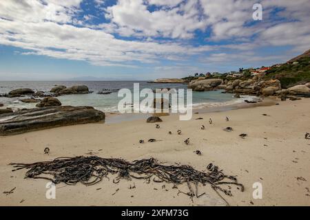 Boulders Beach, sede di una delle sole tre colonie conosciute di pinguini africani (Spheniscus demersus), Simon's Town, Sudafrica. Foto Stock