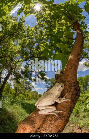 Rana nido di schiuma notturna (Chiromantis sp.) Poggia su un albero nel Parco Nazionale di Gorongosa, Mozambico. Foto Stock