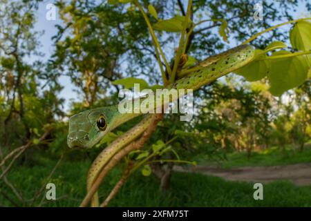 Avvistato bush snake (Philothamnus semivariegatus) pende da una boccola in Gorongosa National Park, Mozambico. Foto Stock