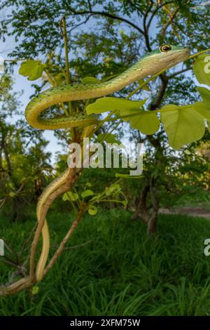 Avvistato bush snake (Philothamnus semivariegatus) pende da una boccola in Gorongosa National Park, Mozambico. Foto Stock