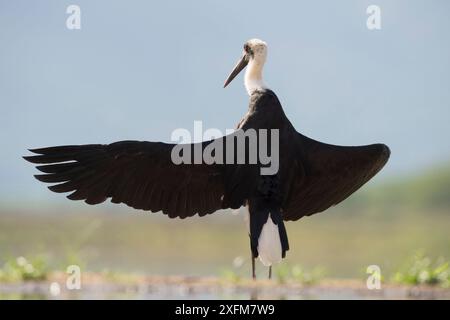 Cicogna a collo lanoso (Ciconia episcopus) con ali allungate, Zimanga, Sudafrica Foto Stock