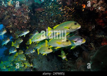 Scuola mista di Sweetlips a nastro (Plectorhinchus polytaenia) e Sweetlips a banda diagonale (Plectorhinchus lineatus) Arborek, stretto di Dampier, Raja Ampat, Papua occidentale, Indonesia, marzo 2016 Foto Stock