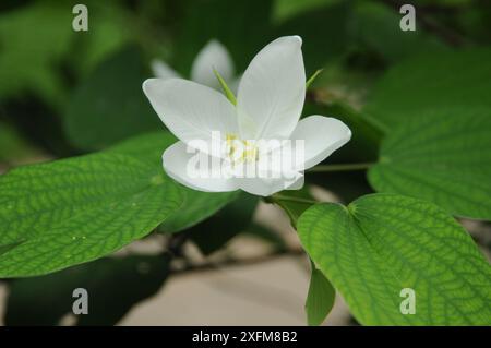 Shwetkanchan (Bauhinia bianco nano) è un albero deciduo alto fino a 3 metri. Le foglie sono lunghe 10-15 cm e larghe 7-12 cm. Apice a foglia bipartito, liscio, l Foto Stock