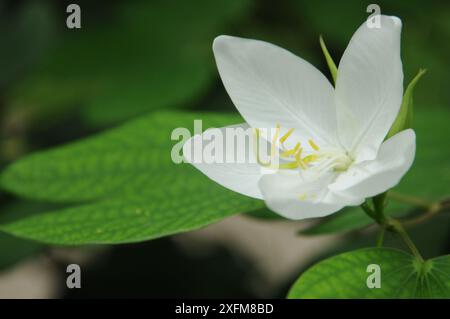 Shwetkanchan (Bauhinia bianco nano) è un albero deciduo alto fino a 3 metri. Le foglie sono lunghe 10-15 cm e larghe 7-12 cm. Apice a foglia bipartito, liscio, l Foto Stock