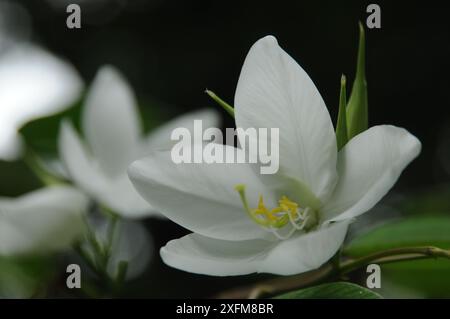 Shwetkanchan (Bauhinia bianco nano) è un albero deciduo alto fino a 3 metri. Le foglie sono lunghe 10-15 cm e larghe 7-12 cm. Apice a foglia bipartito, liscio, l Foto Stock