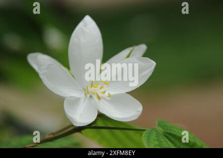 Shwetkanchan (Bauhinia bianco nano) è un albero deciduo alto fino a 3 metri. Le foglie sono lunghe 10-15 cm e larghe 7-12 cm. Apice a foglia bipartito, liscio, l Foto Stock