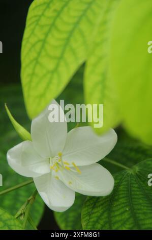 Shwetkanchan (Bauhinia bianco nano) è un albero deciduo alto fino a 3 metri. Le foglie sono lunghe 10-15 cm e larghe 7-12 cm. Apice a foglia bipartito, liscio, l Foto Stock