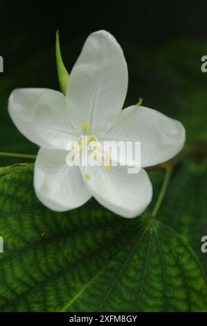 Shwetkanchan (Bauhinia bianco nano) è un albero deciduo alto fino a 3 metri. Le foglie sono lunghe 10-15 cm e larghe 7-12 cm. Apice a foglia bipartito, liscio, l Foto Stock