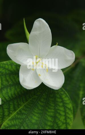 Shwetkanchan (Bauhinia bianco nano) è un albero deciduo alto fino a 3 metri. Le foglie sono lunghe 10-15 cm e larghe 7-12 cm. Apice a foglia bipartito, liscio, l Foto Stock