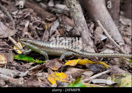 Lo skink di Wright (Mabuya wrightii), l'isola di Aride, specie vulnerabili della Repubblica delle Seychelles Foto Stock