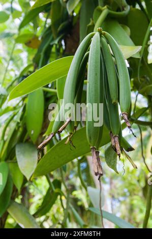 Baccelli di vaniglia (Vanilla planifolia), isola la Digue, Repubblica delle Seychelles Foto Stock