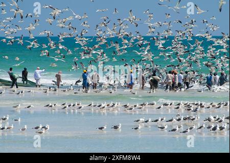 Centinaia di gabbiani di Heuglin (Larus heuglini) e gabbiani del Caspio (Larus cachinnans) pescatori di mare mentre sbarcano le loro catture, Salalah, Sultanato dell'Oman, febbraio. Foto Stock