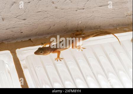 Geco di casa con panciotto giallo (Hemidactylus flaviviridis), Ras al Hadd, Sultanato dell'Oman, febbraio. Foto Stock