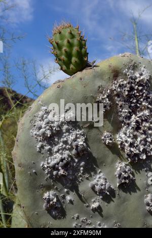 Insetto cocciniano (Dactylopius coccus), densa colonia di insetti in scala da cui viene estratto il colorante rosso cocciniglia, su foglie di cactus Prickly / fico barbario (Opuntia ficus-indica), Gran Canaria, Isole Canarie, giugno. Foto Stock