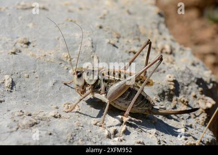 Wartbiter Bush cricket (Decticus verrucivorus) che prende il sole su un masso, Picos de Europa Mountains, Asturias, Spagna, agosto. Foto Stock