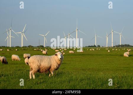 Pecore domestiche (Ovis aries) che pascolano Romney Marshes vicino al parco eolico Little Cheyne Court, Rye, Sussex, Regno Unito, giugno. Foto Stock