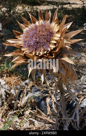 Carciofo selvatico / Cardoon (Cynara cardunculus) fioritura, Parco naturale Sitia, Lasithi, Creta, Grecia, luglio. Foto Stock