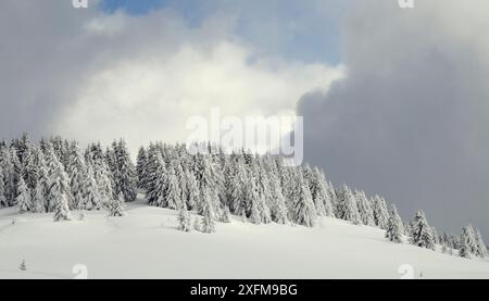 Neve coperto da alberi di pino e cielo minaccioso, Les Houches, Alta Savoia, Francia, febbraio 2013. Foto Stock