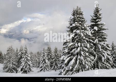 Coperte di neve di alberi di pino e nubi sul Mont Blanc dopo una recente tempesta di neve, Les Houches, Alta Savoia, Francia, febbraio 2013. Foto Stock