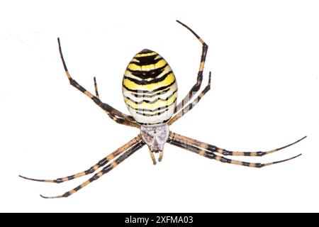 Orb ragno (Argiope bruennichi) Podere Montecucco, vicino Orvieto, Umbria, Italia. Agosto. Foto Stock