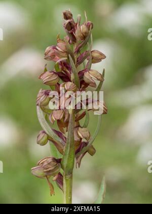 Orchidea di rana (Coeloglossum viride) fiore, Monte Terminillo, Lazio, Italia, luglio. Foto Stock