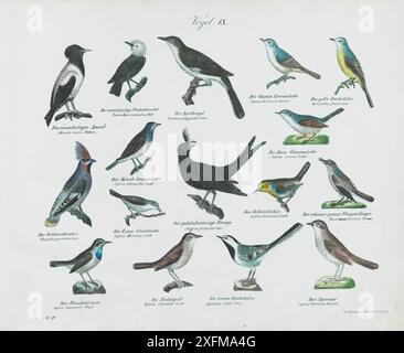 Litografia d'epoca degli uccelli. Il flycatcher del vecchio mondo. Linneo, 1758 anni. No IX , 1836 Merula rosea Aldreu, Rosy Thrush-Tanager. Todus leucocephalus Pall, Todus. Turdus polyglottus, Northern mockingbird. Sylvia hertensis Bechst, parula dell'Orfeo occidentale. Motacilla flava, wagtail giallo occidentale. Sylvia cinerea, Der schwarzgraue Fliegenfanger, gola bianca comune. Sylvia Rubecula, Robin europeo. Edolius forficatus, drongo. Sylvia atricapilla, berretto nero eurasiatico. Sylvia Currucu, piccola gola bianca. Ampelis garratus, cera boema. Sylvia Cyanecula (Luscinia svecica), Bluethroat. Sylvia Luscinia, Thrus Foto Stock