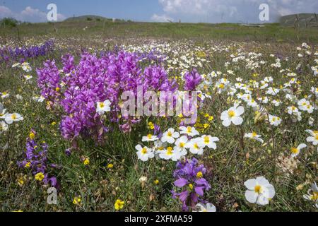 Grande milkwort (Polygala major) con cisto appenninica (Helianthemum apenninum) Campo Imperatore, Abruzzo, Italia giugno. Foto Stock