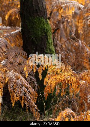 Bosco misto a Mortimer Forest, Ludlow, Shropshire, Regno Unito Foto Stock