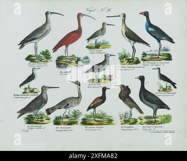 Litografia d'epoca degli uccelli. Linneo, 1758 anni. No XV , 1836 Numcnius arquatus, Curlew eurasiatica. Ibis rubra, Scarlet ibis. Scolopax Gallinago, cecchino solitario. Limosa melanura, maledizione dalla coda nera. Porphyrio smaraydinus, gallina di palude occidentale. Rallus aquaticus, ferrovia fluviale. Tringa cubarquata, Redshanks. Scolopax rusticola, becco di legno eurasiatico. Eurypyga Helias, Sunbittern. Parra jacana, jacana alata di bronzo. Tringa pugnax, Ruff. Fulica atra, eurasiatica. Foto Stock