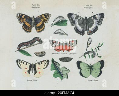 Litografia a colori delle specie delle farfalle, parte II. Germania, 1850 Papilio Ilia, Apatura ilia, imperatore viola minore, Papilio Iris, Apatura Iris, imperatore viola. Colias Palaeno, brughiera nuvolosa gialla o palaeno zolfo. Doritis Delius. Callimorpha Dominula, falena tigre Scarlet. Foto Stock