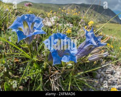 In appennino tromba genziana (Gentiana dinarica) sulle pendici del Monte Vettore, Umbria, Italia, Maggio. Foto Stock