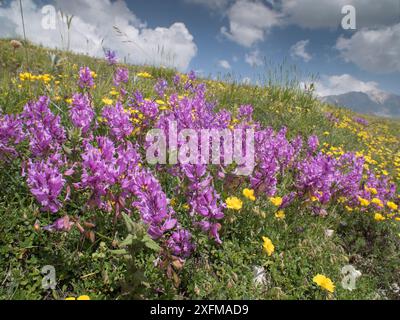 Grande milkwort (Polygala major) Campo Imperatore, Abruzzo, Italia giugno. Foto Stock