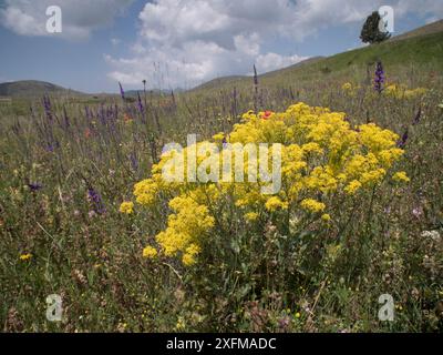 Guado (Isatis tinctoria), fiori di Campo Imperatore, Abruzzo, Italia giugno. Foto Stock